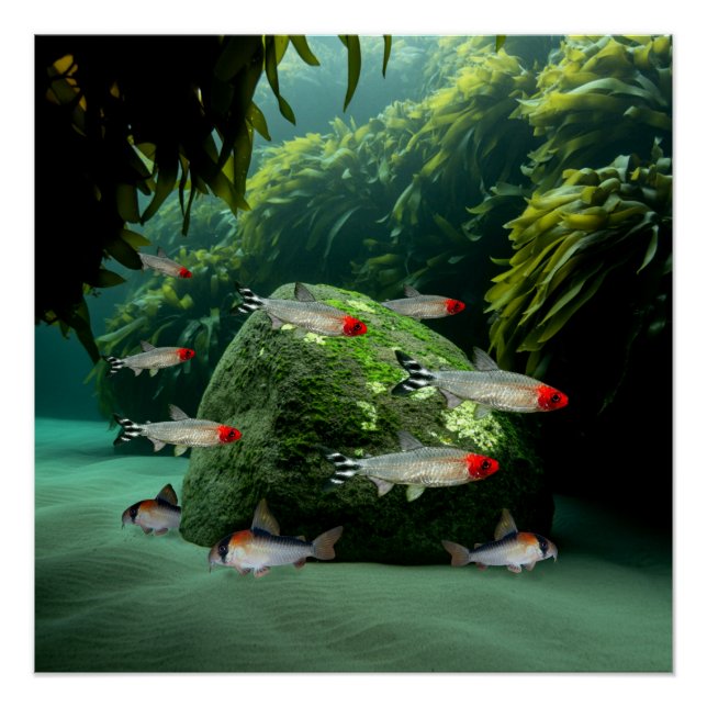 Rummynose Tetras Corydoras Aquarium Fish  Poster (Front)
