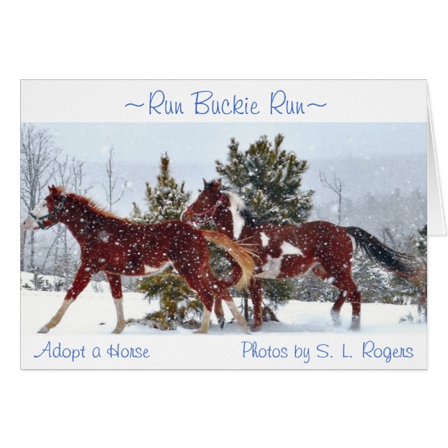"Run Buckie Run" (Front Horizontal)
