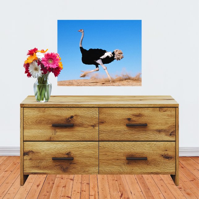 Run Ostrich Run 20x16 Photo Print (Run Ostrich Run 20x16 Photo Print)