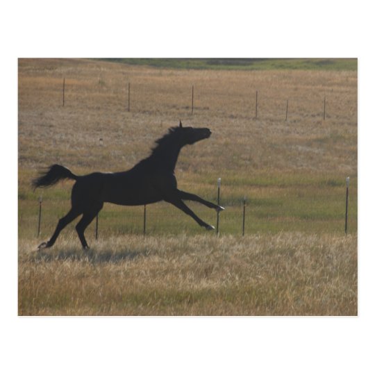 Run with The Wind Postcard