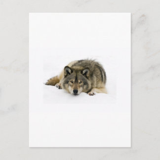 Run With The Wolf Postcard