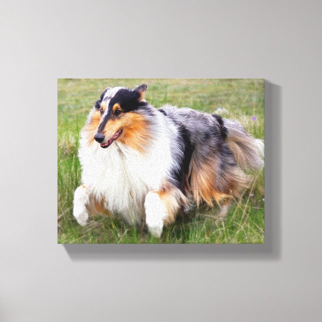 Running Blue Merle Collie Canvas Print (Front)
