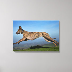 Running Brindled Lurcher Canvas Print