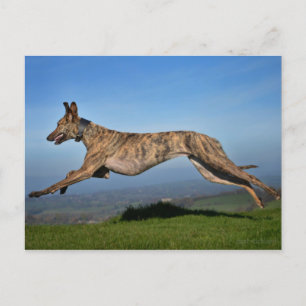 Running Brindled Lurcher Greyhound Cross Postcard