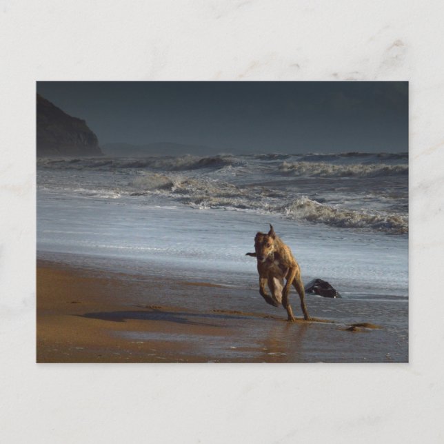 Running Brindled Lurcher Greyhound on Beach Postcard (Front)