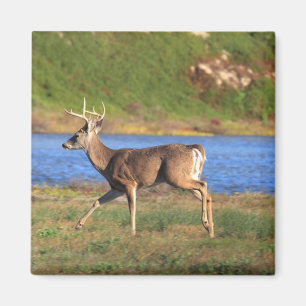 Running Buck Magnet