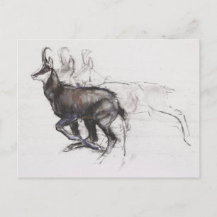 Running Chamois Postcard