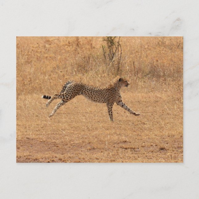 Running Cheetah Postcard (Front)