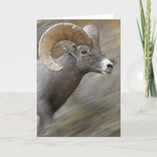 Running Desert Bighorn Card