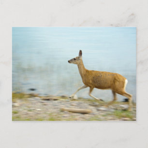 Running Doe Postcard