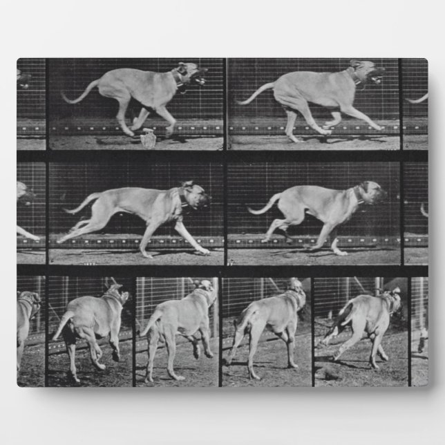 Running Dog, plaque 707 de 'Animal Locomotion', 1 (Devant)