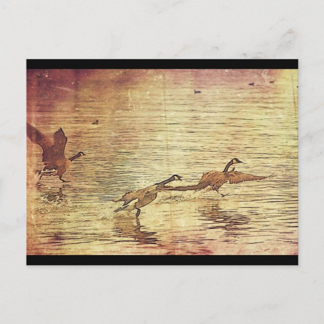 Running Ducks Postcard (Front)