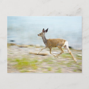 Running Fawn Postcard