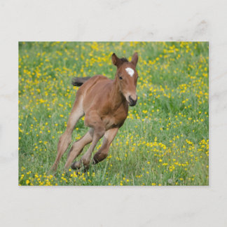 Running Foal Postcard