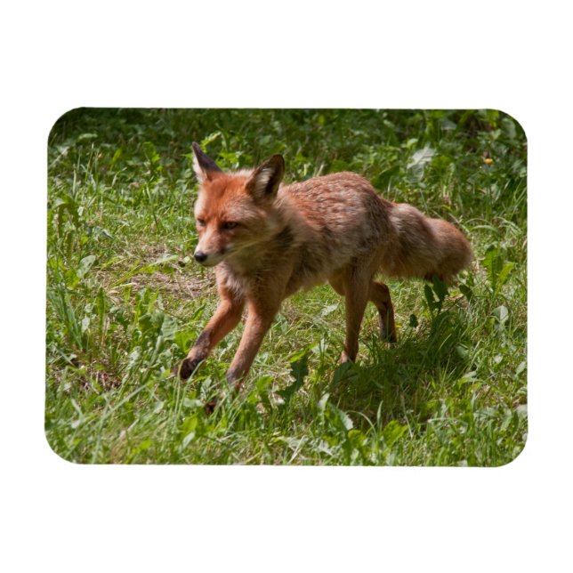 Running fox magnet (Horizontal)