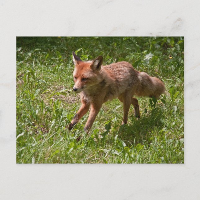Running fox postcard (Front)
