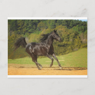 Running Free Postcard