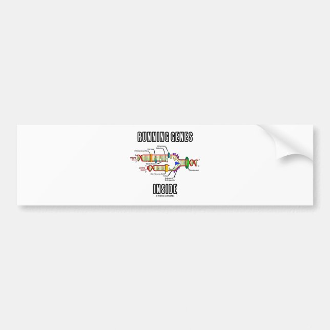 Running Genes Inside (DNA Replication) Bumper Sticker (Front)
