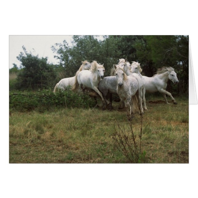 Running Grey Horse Herd (Front Horizontal)
