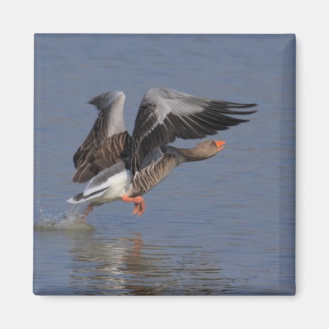 Running Greylag Goose Magnet (Front)