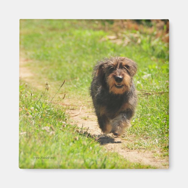 Running happy Dachshund Puppy Magnet (Front)