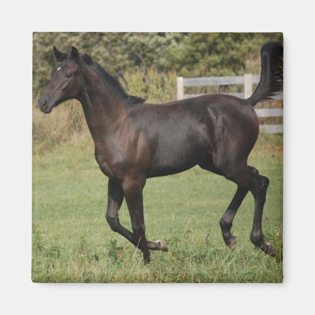 Running-Horse-2 Magnet (Front)