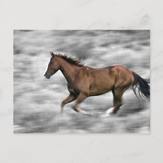 Running horse postcard (Front)