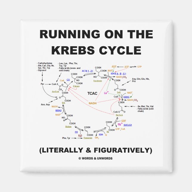 Running On The Krebs Cycle (Science Humour) Magnet (Front)