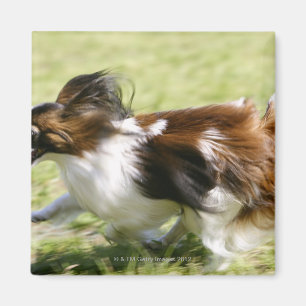 Running Papillon Magnet