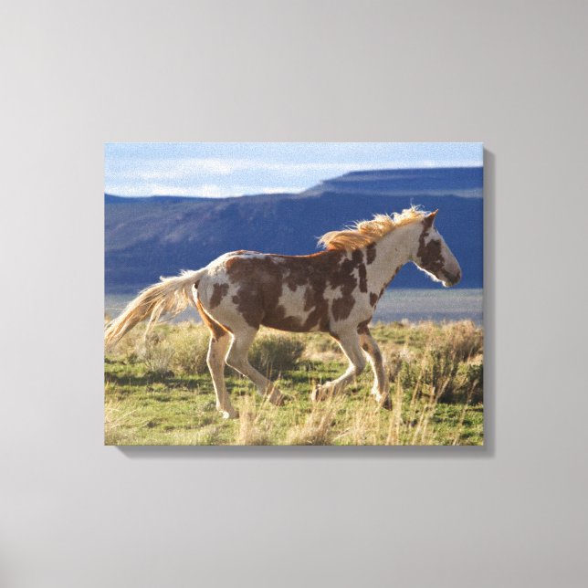 Running Stallion, Steens Mountains, Oregon Canvas Print (Front)