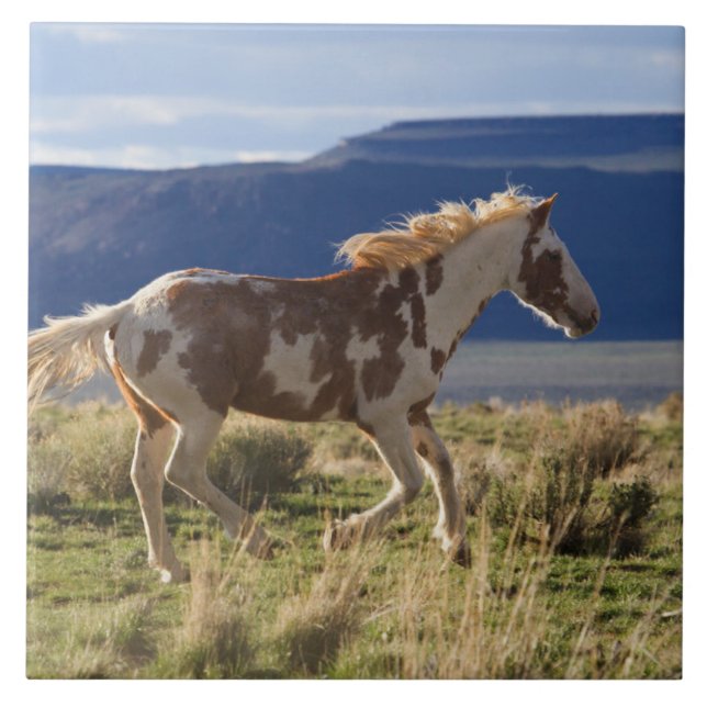 Running Stallion, Steens Mountains, Oregon Tile (Front)