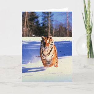 Running tiger in snow colour photo greeting card