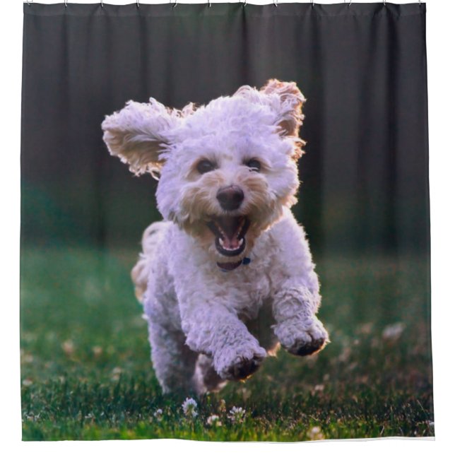 Running White Poodle Cute Dog (Front)