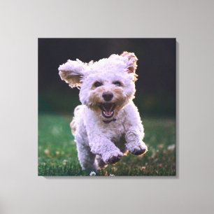 Running White Poodle Cute Dog Canvas Print