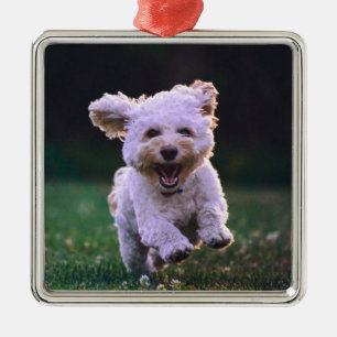 Running White Poodle Cute Dog Metal Ornament