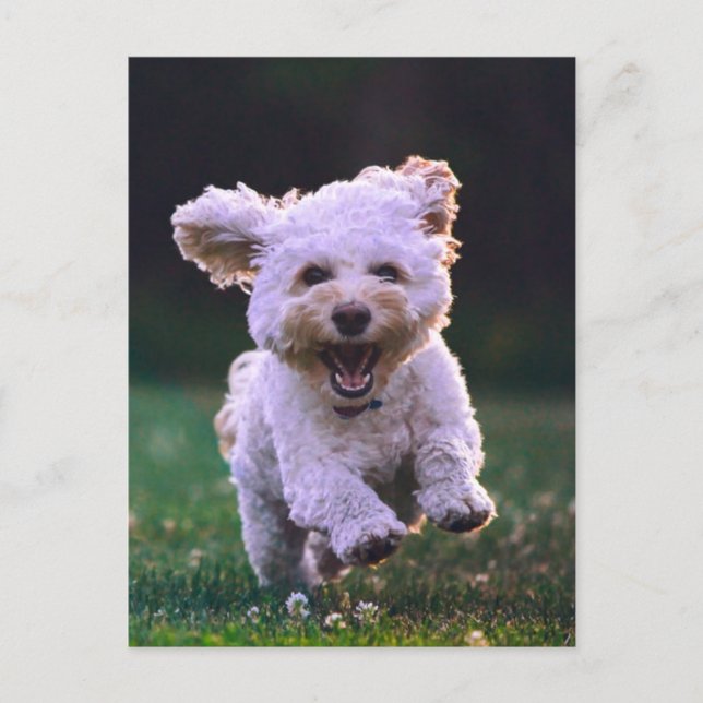 Running White Poodle Cute Dog Postcard (Front)