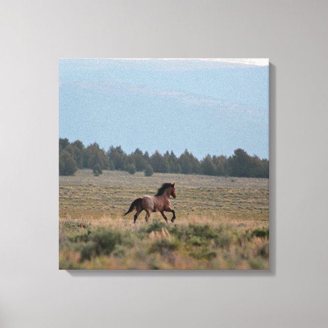 Running Wild Roan Canvas Print (Front)
