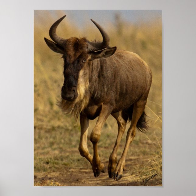 Running Wildebeest Poster (Front)