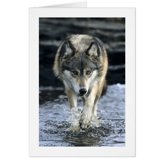 Running Wolf Card
