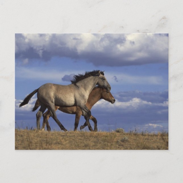 Running Yearlings Postcard (Front)