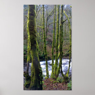 Runoff from Bridal Veil Falls, OR Poster