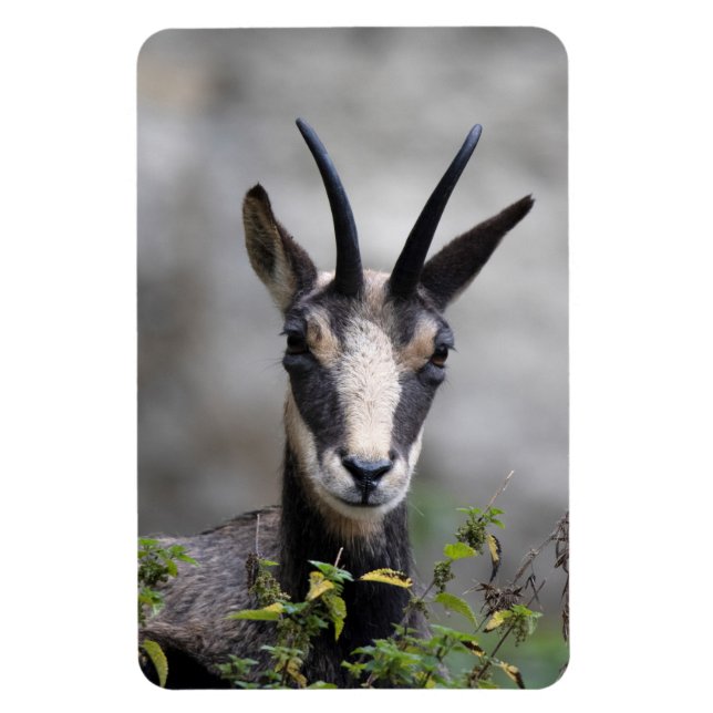 Rupicapra rupicapra magnet (Vertical)