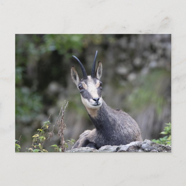 Rupicapra rupicapra postcard (Front)