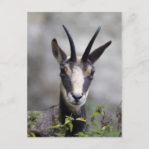 Rupicapra rupicapra postcard