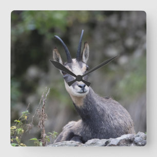 Rupicapra rupicapra square wall clock