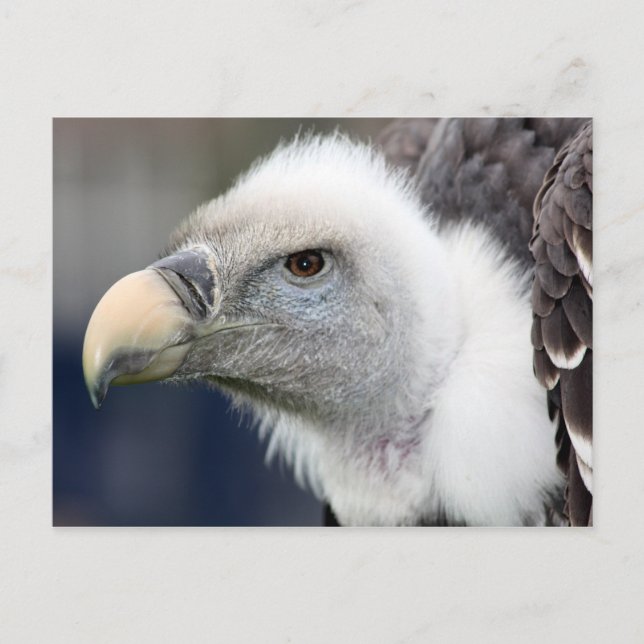 Rüppell's Vulture Postcard (Front)