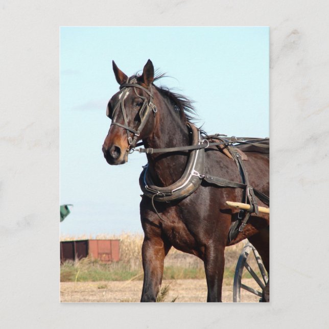 Rural Amish Horse and Buggy Postcard (Front)