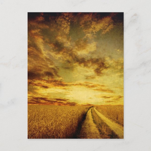 Rural dirt road through the field postcard (Front)