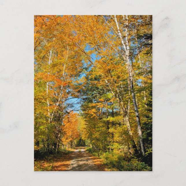 Rural Road Autumn Colours New Hampshire Postcard (Front)