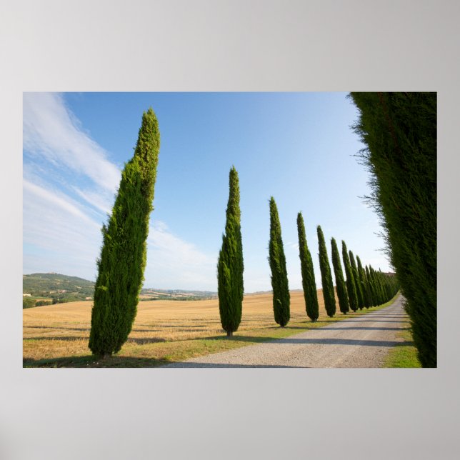 Rural Tree Lined Road, Tuscany Poster (Front)